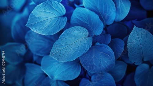 Blue Plant Leaves in the nature in Fall Season