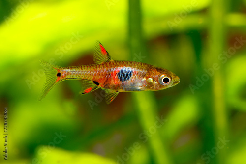 Dwarf Rasbora, Pygmy Rasbora scientific name is Boraras maculatus, in aquarium fish tank, small nano fish.