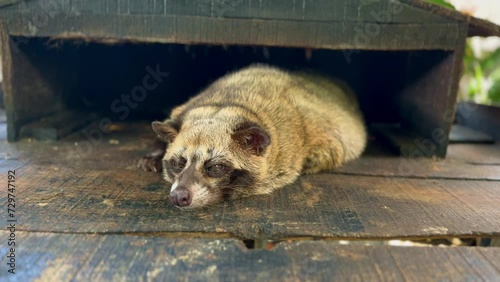 A Civet is sleeping lazily. The ferret is on the wood. Luwak or Civet cat used to produce civet coffee or 