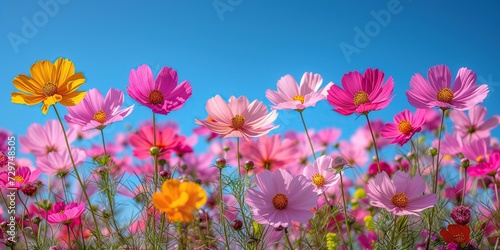 Cosmos flowers under clear blue sky