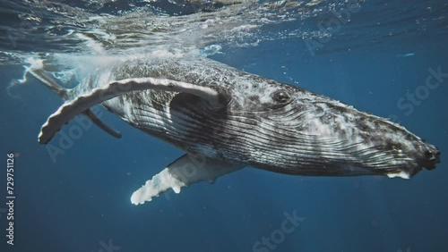 Humpback whale rolls in water turning in slow motion to face front as light sparkles across magnificient skin photo