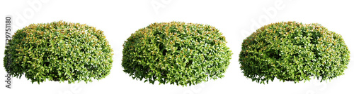 Spiraea japonica isolate transparent background.3d rendering PNG