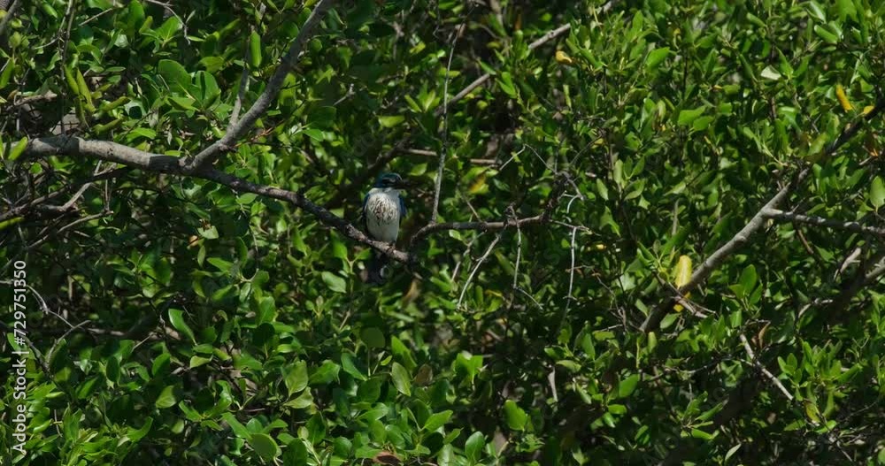Seen deep in the foliage of a mangrove tree moving with a lot of wind, Collared Kingfisher Todiramphus chloris, Thailand Seen deep in the foliage of a mangrove tree moving with a lot of wind, Collared Kingfisher Todiramphus chloris, Thailand