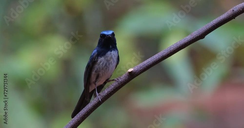 Perched on a diagonal vine as it looks towards the zooming out camera, Hainan Blue Flycatcher Cyornis hainanus, Thailand photo