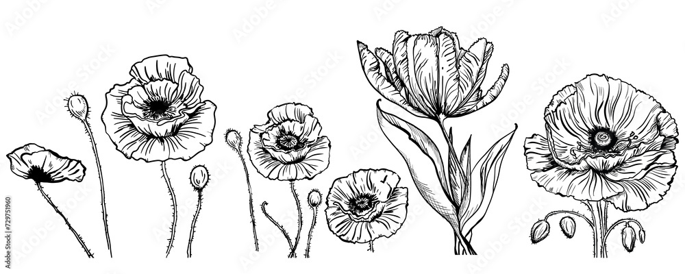 Vector drawing of flowers and leaves of poppy and tulip, isolated floral elements with a black line on a white background, hand-drawn illustration of a botanist. Vector drawing of flowers and leaves of poppy and tulip, isolated floral elements with a black line on a white background, hand-drawn illustration of a botanist.