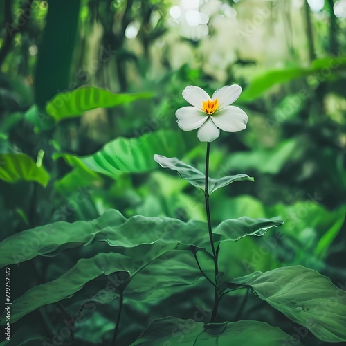 white flower in the garden