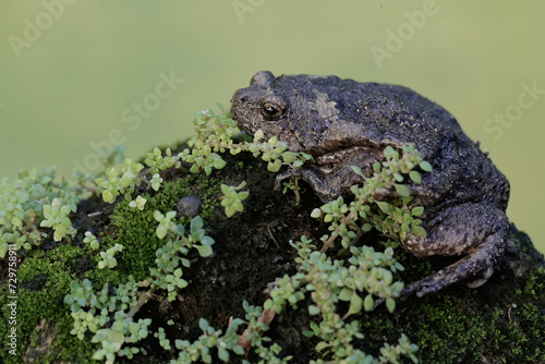 A Muller's narrow mouth frog is hunting for small insects on the damp moss-covered ground. This amphibian has the scientific name Kaloula baleata.