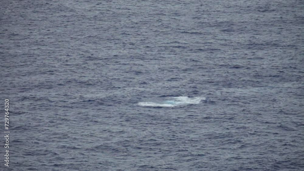 Whale jumping out of ocean - high, wide shot Whale jumping out of ocean - high, wide shot