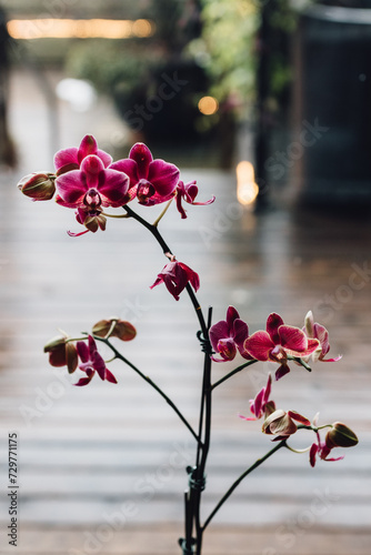 pink orchid flowers in front of window
