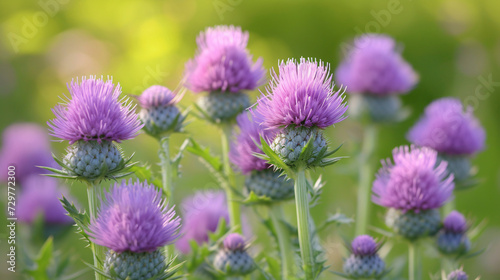 field of flowers