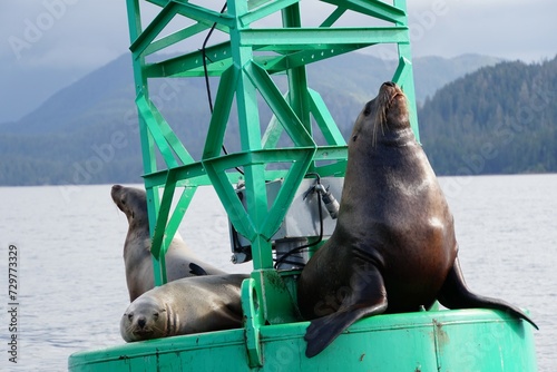 Sea lions on the Buoy - Alaska