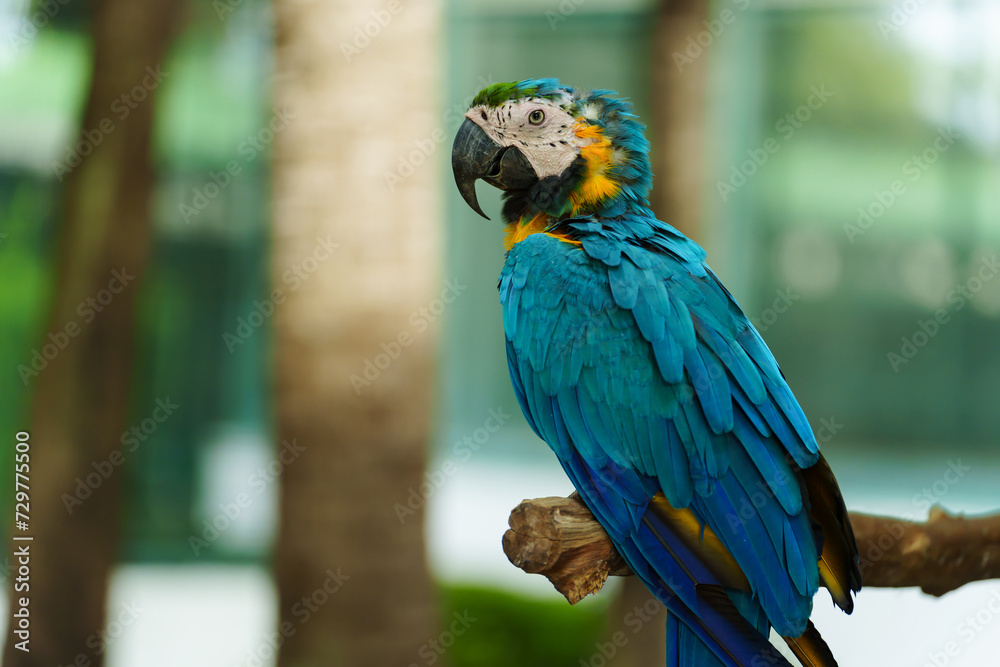 blue-and-yellow macaw (Ara ararauna), also known as the blue-and-gold macaw on wood tree branch