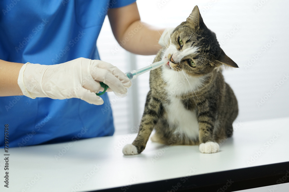 Cat on examination table of veterinarian clinic. Veterinary care. Vet doctor and cat Cat on examination table of veterinarian clinic. Veterinary care. Vet doctor and cat