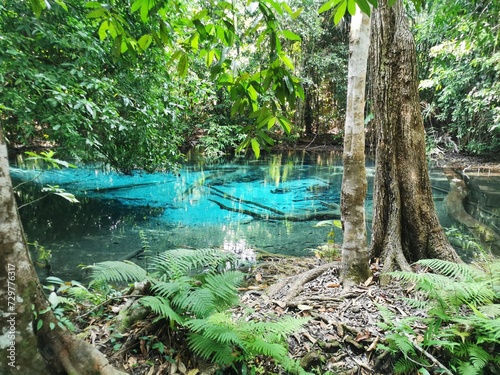 Fototapeta Naklejka Na Ścianę i Meble -  tropical forest in the jungle