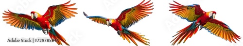 Collection of PNG. Parrot isolated on a transparent background. © morepiixel