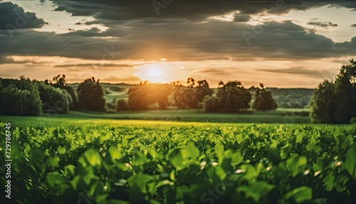 a sunset over a green field  with the sun shining through the clouds and the sun shining through the leaves   wind moving green grass  panoramic view  summer scenery