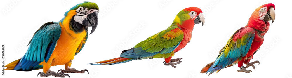 Collection of PNG. Parrot isolated on a transparent background.