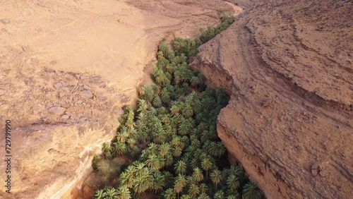 Oasis of palm trees growing in desert canyon at Terjit, Mauritainia. Aerial photo