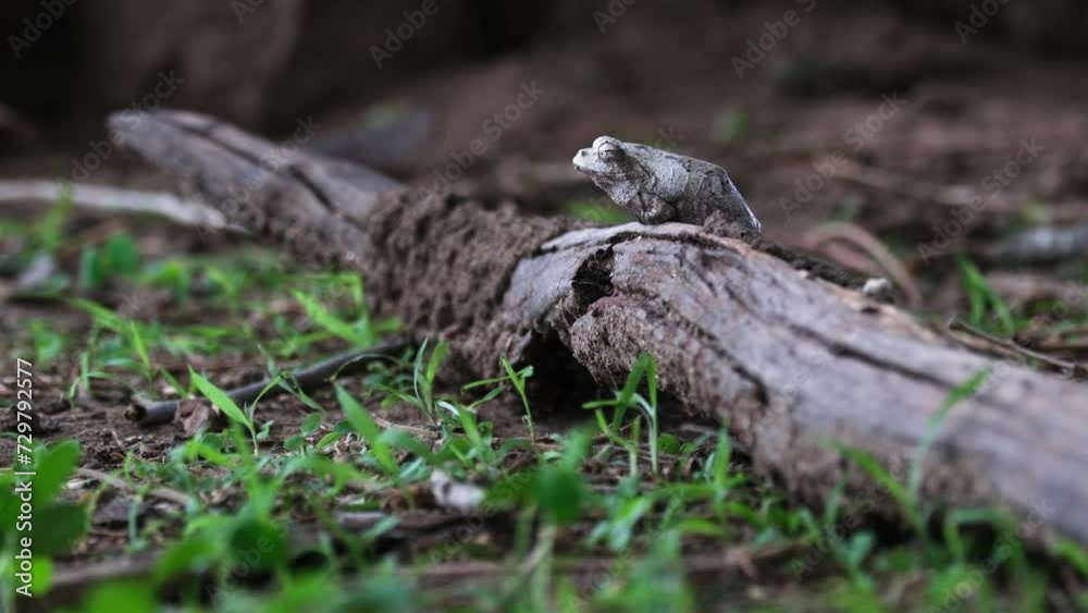 Southern Foam-nest Tree Frog Sleeping On Dead Tree Trunk On Forest Ground. wide shot Southern Foam-nest Tree Frog Sleeping On Dead Tree Trunk On Forest Ground. wide shot