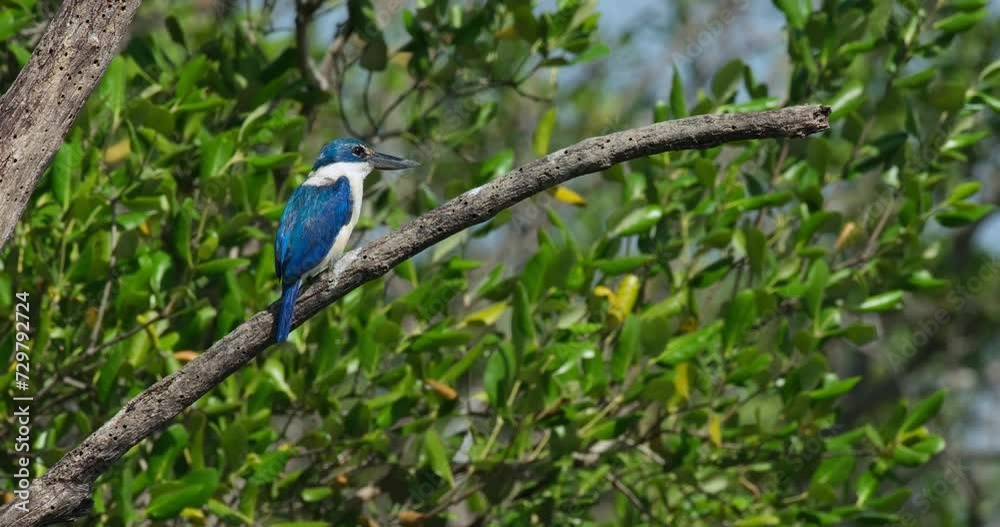 Gently blown by the wind and rocked while it is perching on a bare tree, a Collared Kingfisher Todiramphus chloris is looking around from its perch in Thailand. Gently blown by the wind and rocked while it is perching on a bare tree, a Collared Kingfisher Todiramphus chloris is looking around from its perch in Thailand.