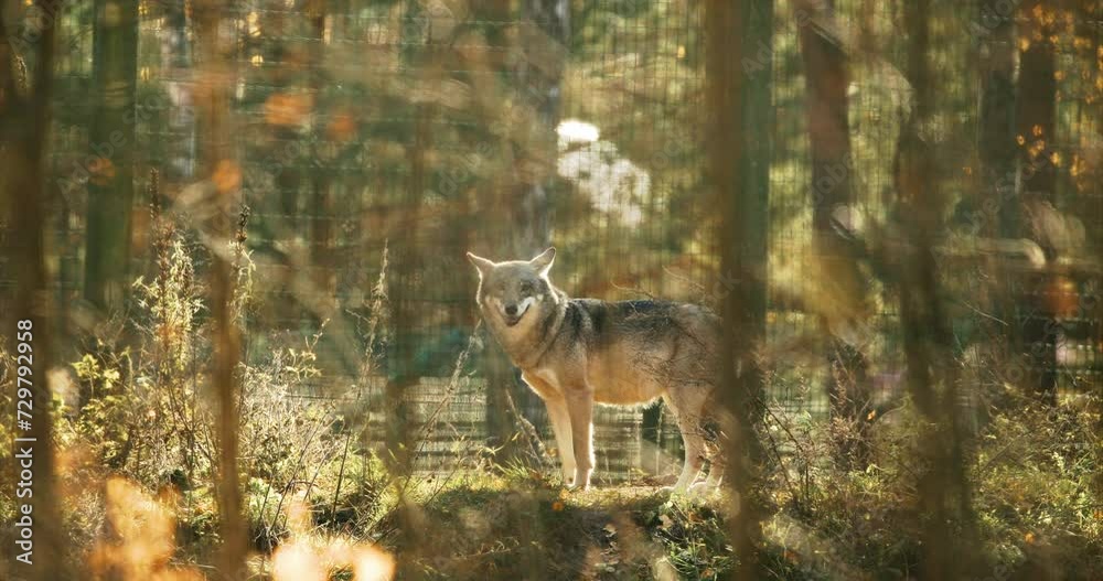 Eurasian Wolf - Canis Lupus Running In aviary. slow motion, Eurasian Wolf - Canis Lupus Running In aviary. slow motion,