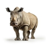 Isolated adult rhinoceros standing on a white background, full body front view.