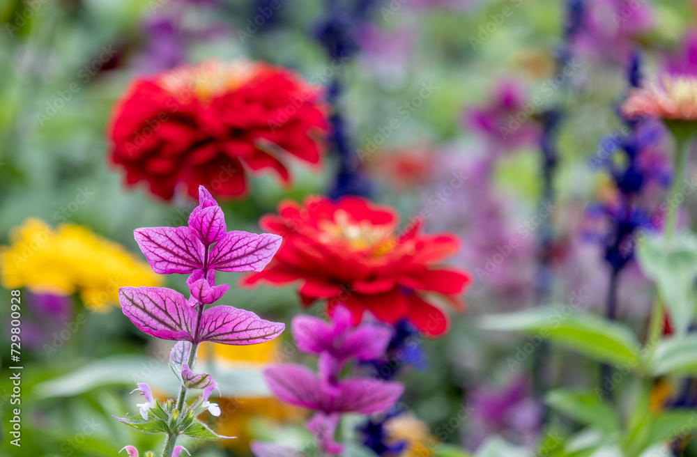 Medicinal sage plant in the garden in summer.