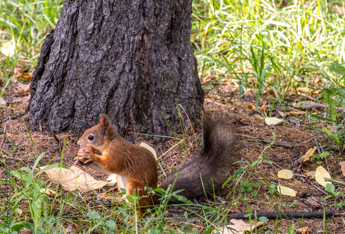 A squirrel with a nut sits on the ground in a summer forest. © Сергей Лаврищев