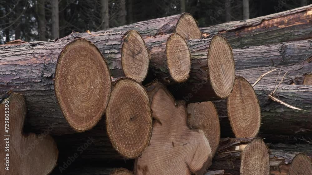 Stacked Logs In English Forest 4K Stacked Logs In English Forest 4K