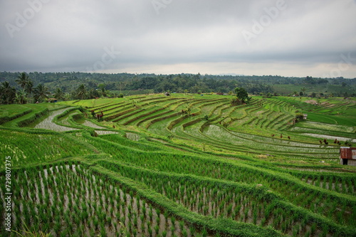 Scenic view of beautiful rice fields in Indonesia