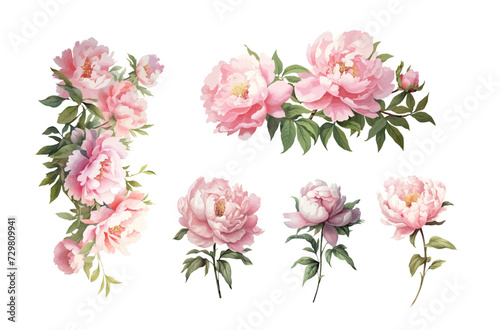 Watercolor peonies spring bouquet. Hand drawn vector illustration.