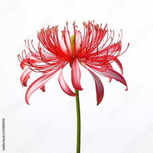 Photo of red spider lily isolated on white background