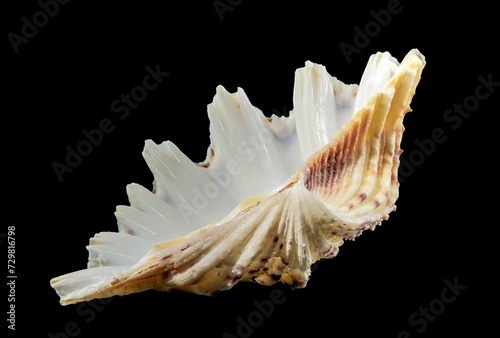 Hippopus sea Shell on a black background