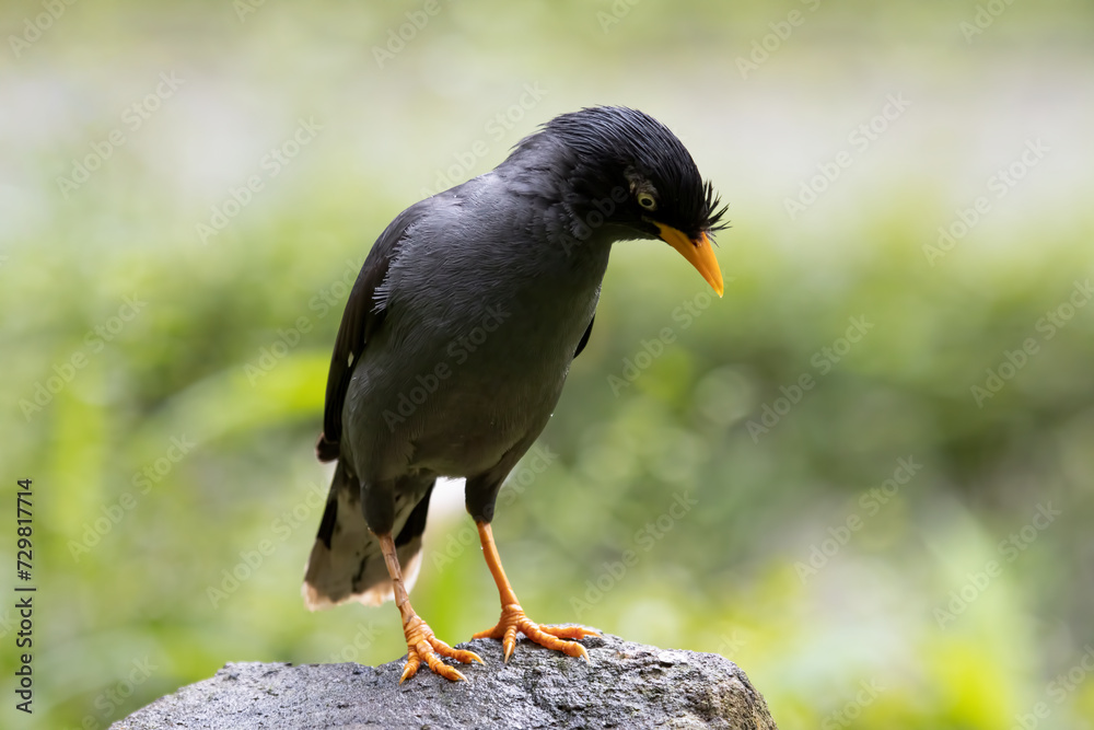 Fototapeta premium Black Acridotheres (Acridotheres javanicus) bird closeup on the rock, Jalak kebo (Acridotheres javanicus) bird closeup