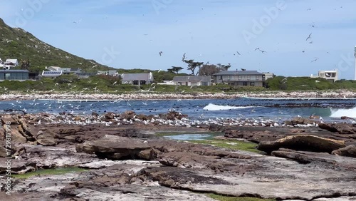 A flock of Terns next to the sea photo