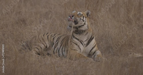 Royal Bengal Tiger, Panthera tigris, male, radio collar, yawn, yawning tiger, dry grass, Nauradehi Wildlife Sanctuary, Madhya Pradesh, India photo