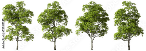 Greenery nature trees contour shapes on transparent backgrounds 3d render png