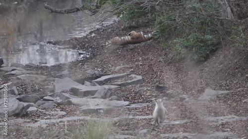  Royal Bengal Tiger, Panthera tigris,Hanuman Langur, sleeping tiger, stream, river bed, Nauradehi Wildlife Sanctuary, Madhya Pradesh, India photo