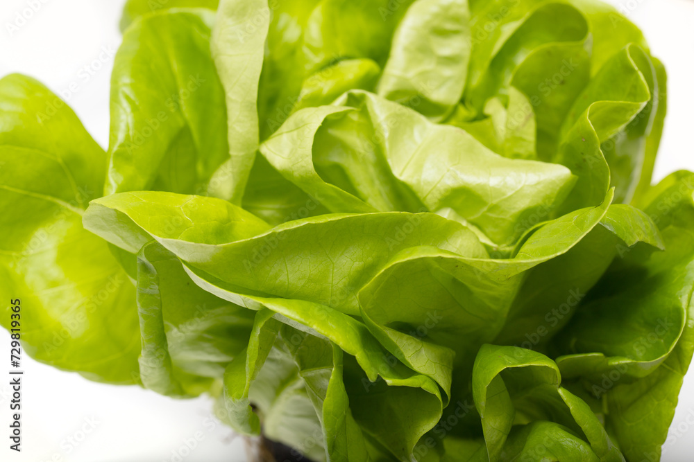 Green salad leaves in a pot on a white background. Green salad leaves in a pot on a white background.