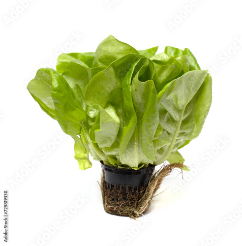 Green salad leaves in a pot on a white background.