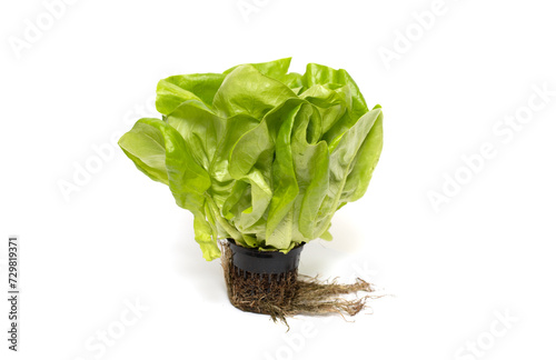 Green salad leaves in a pot on a white background.