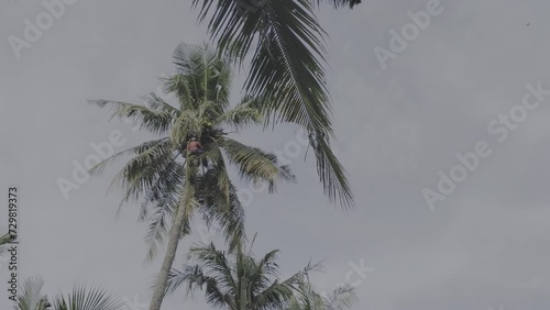 East Lombok, Indonesia - 4 February 2024 :Indonesian men climb palm trees to harvest coconuts