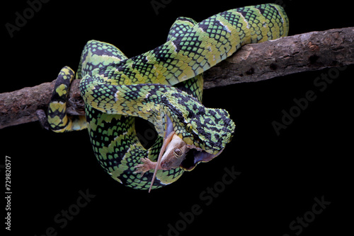 Tropidolaemus wagleri snake eating house gecko on branch, Viper snake,  Beautiful color wagleri snake 