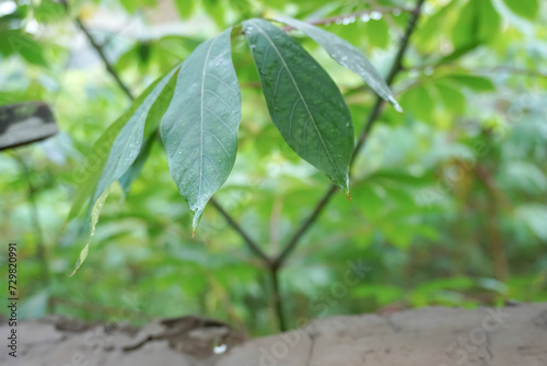 cassava or manioc plant in garden with water drop