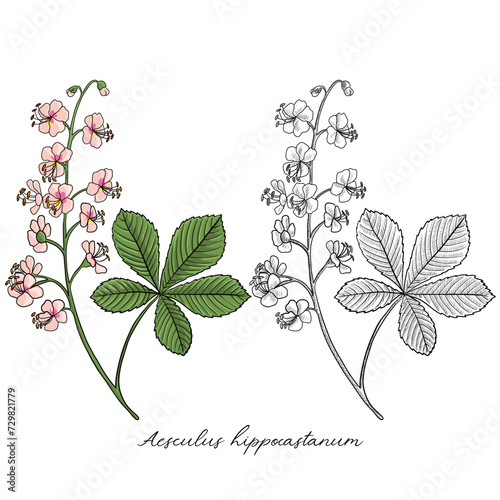 vector drawing horse chestnut plant, Aesculus hippocastanum at white background, hand drawn illustration