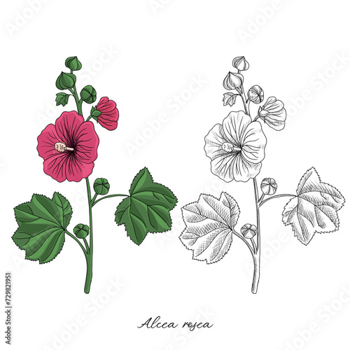 vector drawing hollyhock plant, Alcea rosea at white background, hand drawn illustration photo