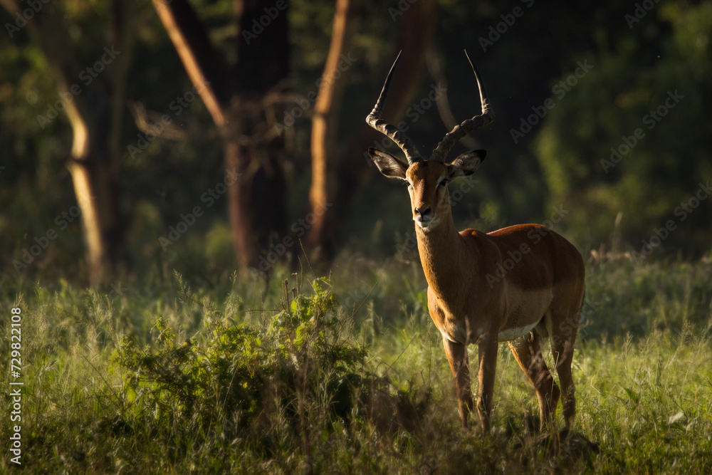 Naklejka premium Antelope between trees during safari in beautiful Nakuru Park, Kenya