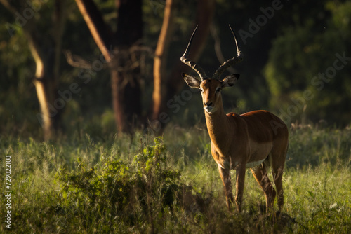 Antelope between trees during safari in beautiful Nakuru Park, Kenya
