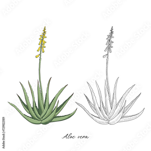 vector drawing aloe vera plant at white background, hand drawn illustration