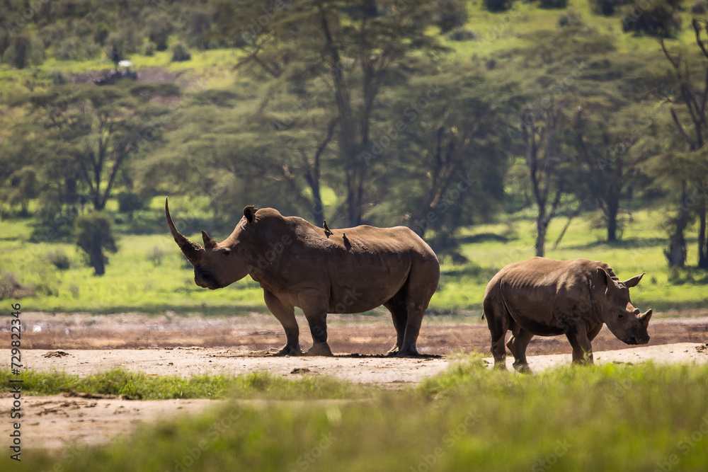Rhino family with forest in background during safari trip in Lake Nakuru, Kenya Rhino family with forest in background during safari trip in Lake Nakuru, Kenya